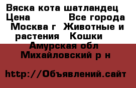 Вяска кота шатландец › Цена ­ 1 000 - Все города, Москва г. Животные и растения » Кошки   . Амурская обл.,Михайловский р-н